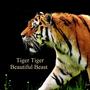 Tiger Tiger Beautiful Beast