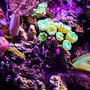 Reef Of Coral