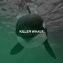 Killer Whale (Original Mix)