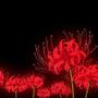 SML (feat. Mxlu) [Explicit]