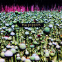 The Poppies