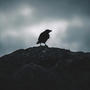 Flight of the Raven