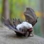 DEAD BAT (Explicit)