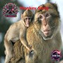 Monkey song (Original mix)