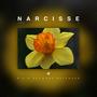 Narcisse