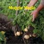 Muggle Magic