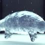 Tardigrade