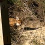 Foxhole (quickies)