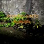 PUSONG GINTO