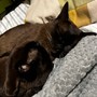 Night Cat / Day Cat