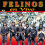 En Vivo - Felinos