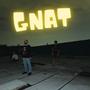 Gnat