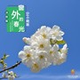 窗外的春光(DJ小刚版)