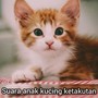 Suara Anak Kucing Ketakutan