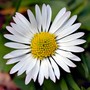 Alycia's Daisy