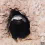Honey Badger's Den (Explicit)