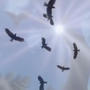 fly (Explicit)