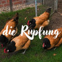 Die Rupfung (Explicit)