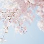 Cherry Blossoms (Radio Edit)