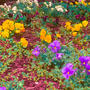 Gratitude Gardens (Explicit)
