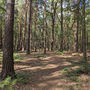 The Forest