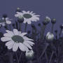 DAISY CIRCUS