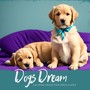 Dogs Dream: Calming Music for Dogs Sleep