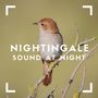 Nightingale Sound at Night: Best Relaxing Bird Songs for Spa, Relaxation, Meditation