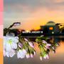 Cherry Blossoms (Explicit)