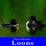 Natures Rhythms: Loons