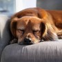 Perros Tranquilos: Música Para Relajar A Los Perros