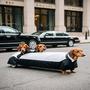 Wiener Dogs Dressed Up As Limousines (Explicit)