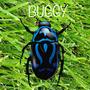 Buggy