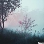mist
