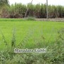 Manadana Gubbi (Explicit)