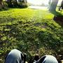 Backyard Antics