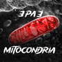 MITOCONDRIA (Explicit)