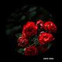 red roses
