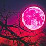 Murakami Moon (feat. 1OZOUTLAW) [Explicit]