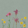 April Showers Bring May Flowers