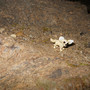 Bird Bones
