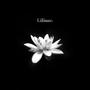 Lilium