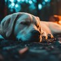 Peaceful Lofi Melodies for Your Dog’s Calm