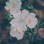 Cherokee Rose