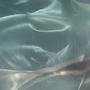 Beluga (Explicit)