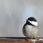 chickadee