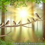 Little Birds Singing in the Morning, Peace in Nature