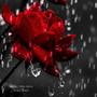 XIALL RAIN