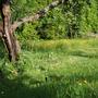 BARS IN A MEADOW