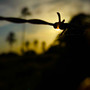 Tóxico Final de Tarde